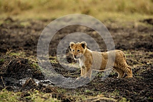 Little Lion cub, Masai Mara