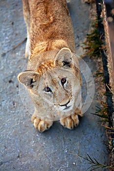 A little lion cub is playing. Portrait of a young lion