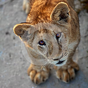 A little lion cub is playing. Portrait of a young lion