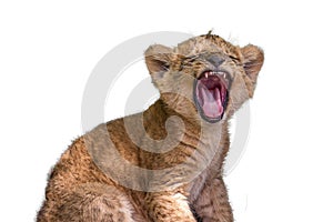 Little lion cub yawns in all its jaws. The lion Panthera leo is a species in the family Felidae. Typically, the lion inhabits