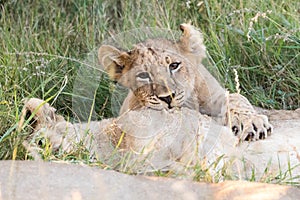 Little lion cubs playing