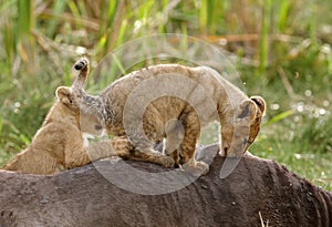 Little lion cubs on the top of a carcass, Masai Mara