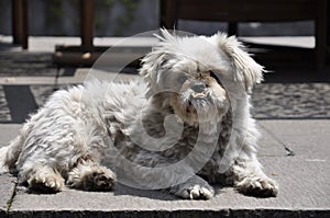 Pequeno el perro 