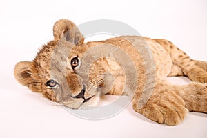 The little lion lies and rests. A small king of beasts with a penetrating look. Beautiful little lion lies with open eyes