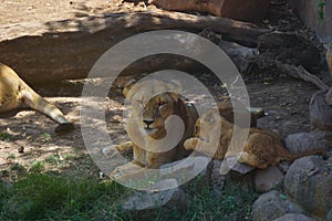 Little lions babies in sahara desert