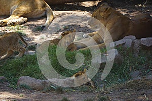 Little lions babies in sahara desert