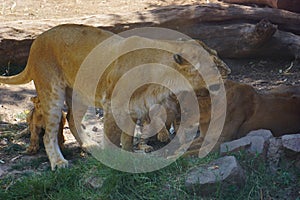 Little lions babies in sahara desert