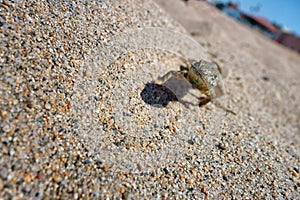 A little lizard with an attitude jamming on the sand heading your way.