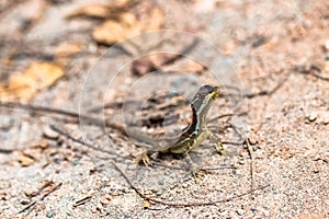 Little lizard in Costa Rica