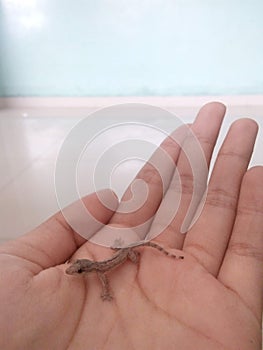 Little Lizard