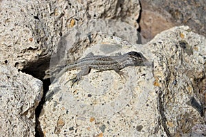 A little lizard on the stones