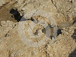 Little lizard on stones of volcanic origin.