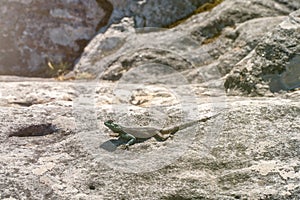 Little Lizard on Table Mountain, Cape Town, South Africa