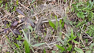 Little lizzard on a ground