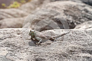 Little Lizzard on Table Mountain, Cape Town, South Africa