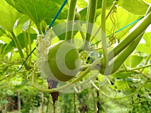 Little Loki and white flowers growth in the Farm on vines