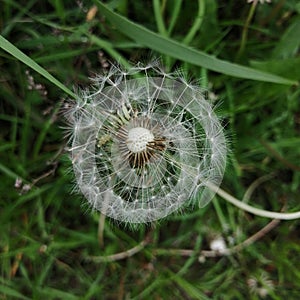 A little lonely dandelion before the rain