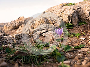 Little, lonely flower . Sagres, Portugal.