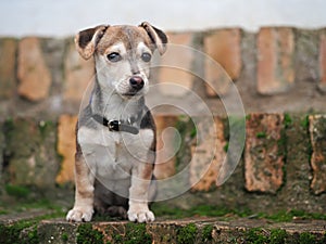 Little lonely puppy playing outdoors