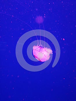 Little lonely purple jellyfish