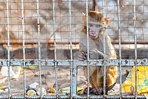 A little lonely rhesus macaque monkey under captivity