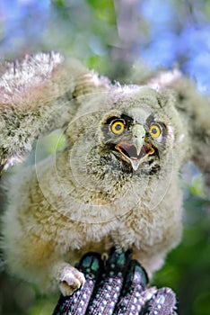 Little long-eared owl
