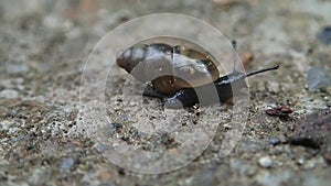 Little long snail on cement