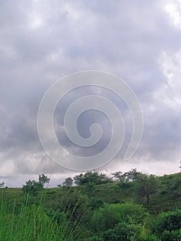 The little looking trees beyond the grass above the mountain