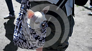 Little lovely dog in the dark blue bag of traveller, sunny day. Clip. Little white dog in travel bag. The concept of