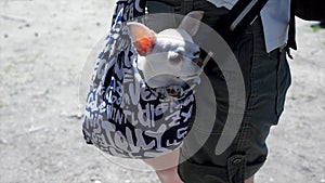 Little lovely dog in the dark blue bag of traveller, sunny day. Clip. Little white dog in travel bag. The concept of