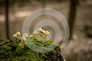 Little lovely mushroom growing in a dead tree covered of moss in