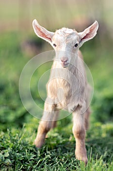 Little lovely young goatling on the green grass