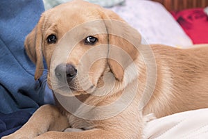 Little lying labrador, golden retriever.