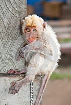 Little macaca monkey chained, looking sad.