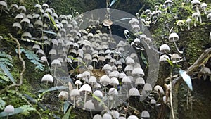 Little magic forest of mushrooms