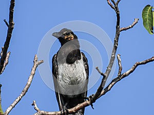 Little Magpie sitting on a brench