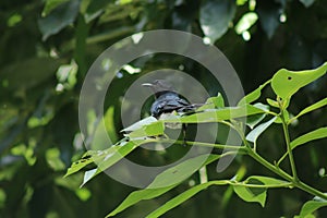 A little Magpie sitting on a little branch of a tree