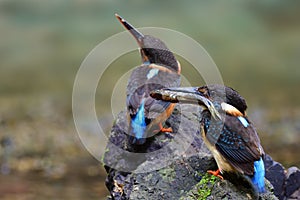 Little male bird carrying fish meat to feed female on natural rock on stream during mating season, pair blue-banded kingfisher