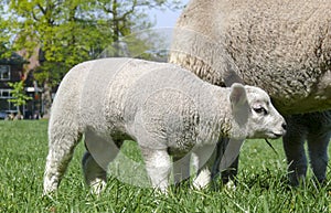 Little male lamb, looking for udder with teats, standing next to his mother sheep, on a meadow