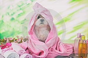 Little maltese dog at spa photo