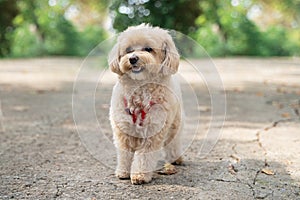 little maltipoo puppies walks in the park in autumn time