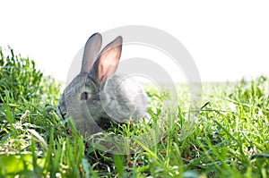 Little mammal rabbit