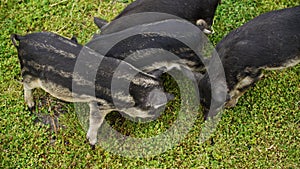 Little mangalica piglets grazing on green grass on livestock farm. Top view striped pigs eating green grass in