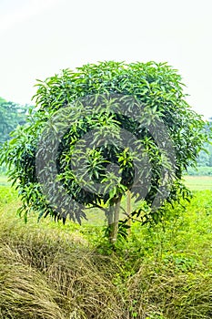 The little mango tree is growing on its own with careless neglect in a secluded area of ??a rural setting in India.