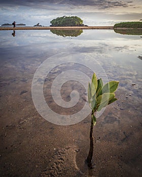 little mangrove