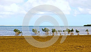 little mangroves in the sea