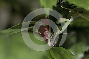 Little mantis on branch