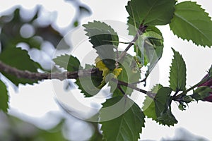 Little mantis on branch