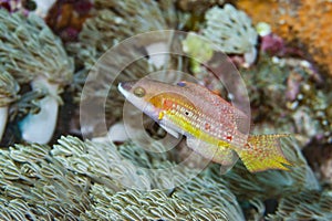 Little Maori Wrasse