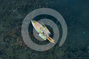 Little Maori Wrasse Cheilinus bimaculatus